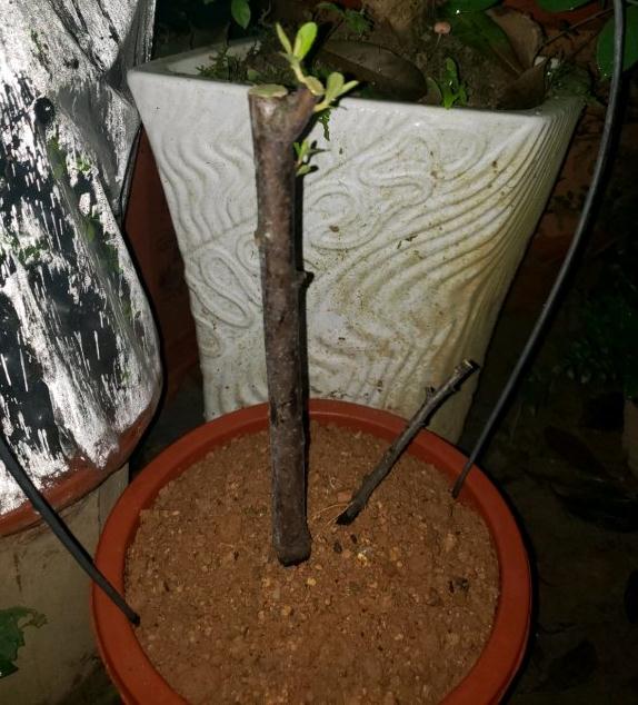 火棘桩套袋发芽