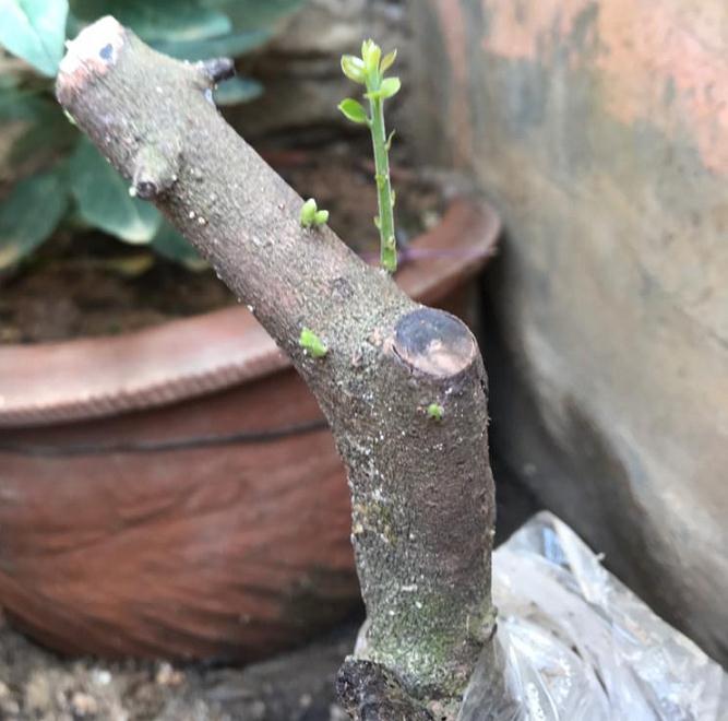 金弹子下山桩怎么晒太阳发芽快