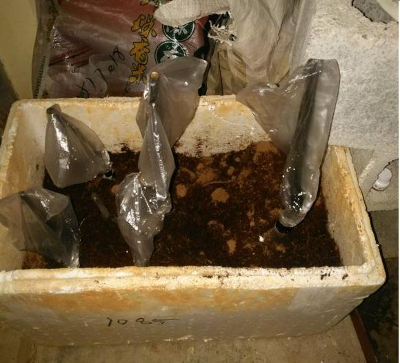 淘到几个金弹子下山桩 上盆可以活吗