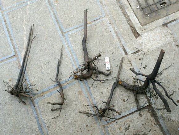 淘到几个金弹子下山桩 上盆可以活吗