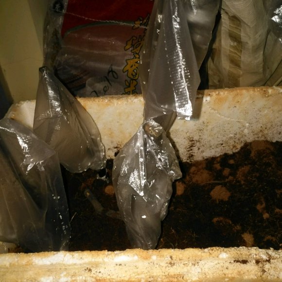 淘到几个金弹子下山桩 上盆可以活吗