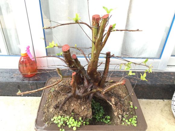 映山红下山桩生桩发芽季 不套袋也可以吗