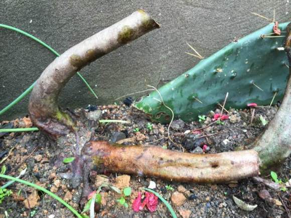 映山红下山桩生桩发芽季