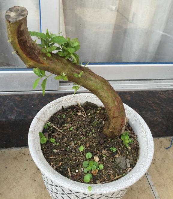 映山红下山桩生桩发芽季