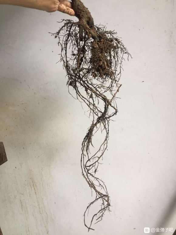 金弹子下山桩发芽很容易 生根却很难