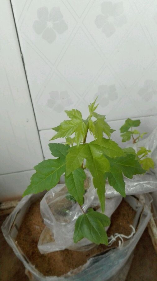 买的三角枫下山桩生桩发芽