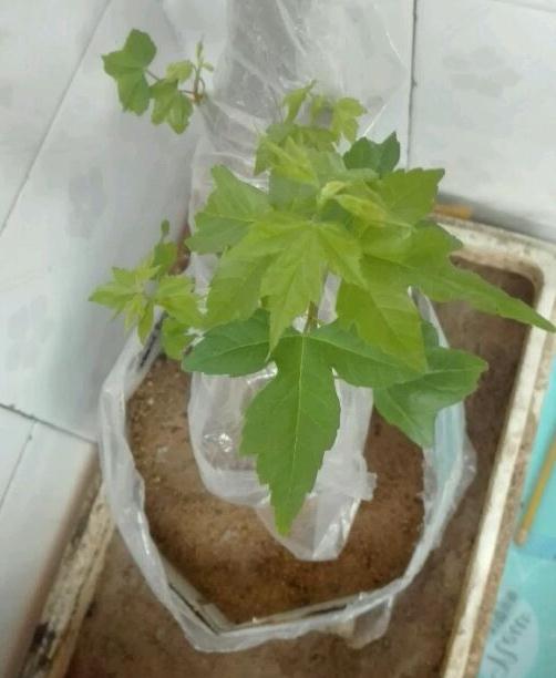 买的三角枫下山桩生桩发芽