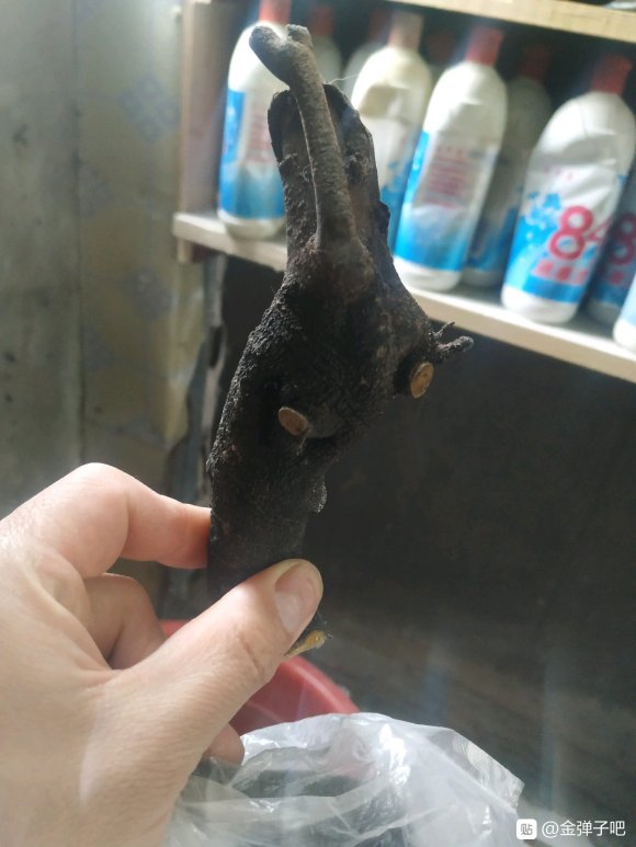 金弹子下山桩生桩 到现在还没发芽