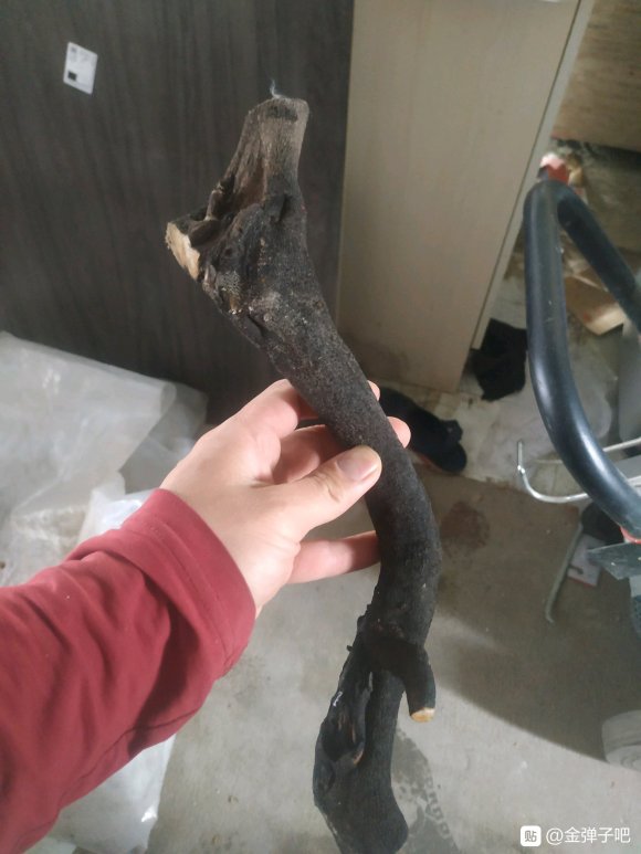 金弹子下山桩生桩 到现在还没发芽