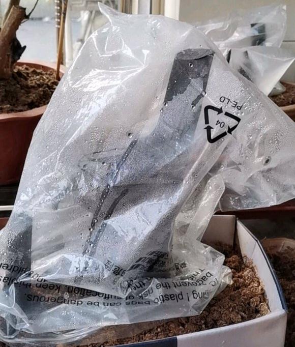 金弹子下山桩生桩 到现在还没发芽