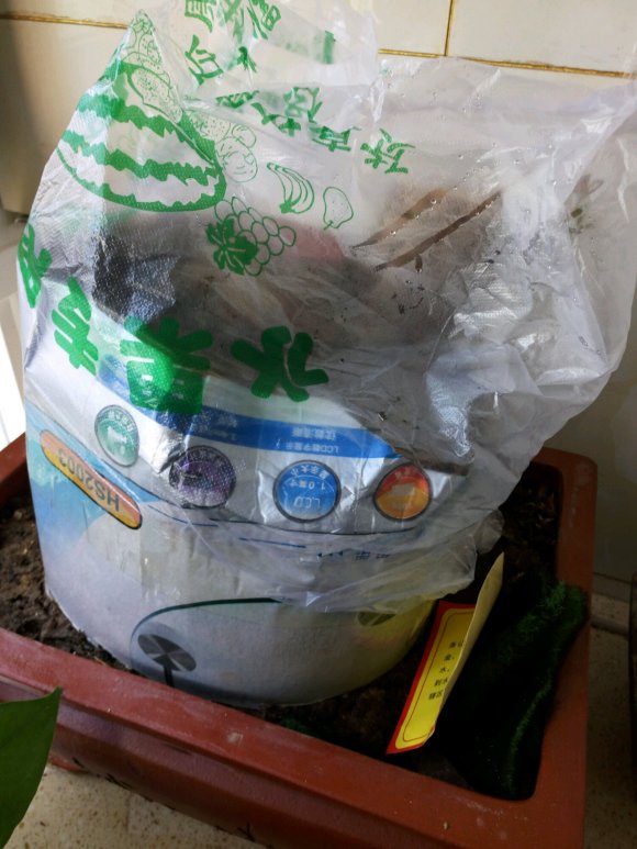 石榴下山桩熟桩发芽 是不可以再套袋