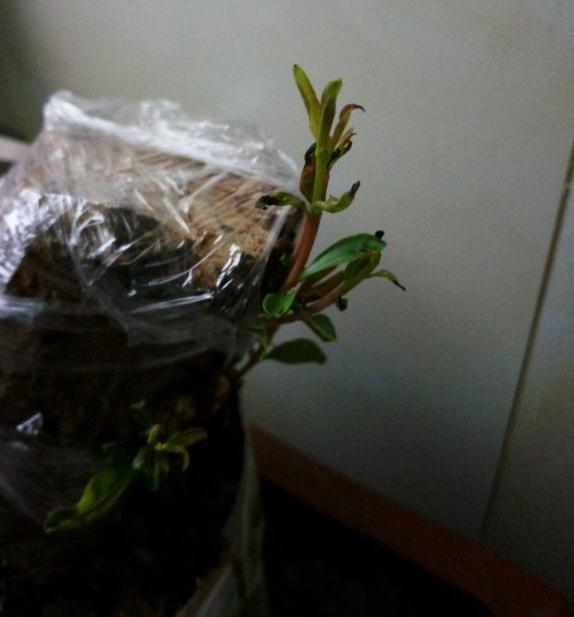 石榴下山桩熟桩发芽 是不可以再套袋