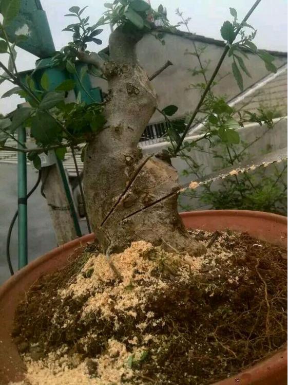 对节白蜡下山桩怎么还没发芽