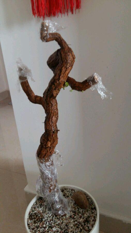 枸杞下山桩都发芽了