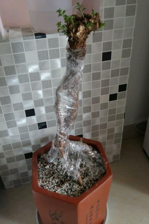 枸杞下山桩都发芽了