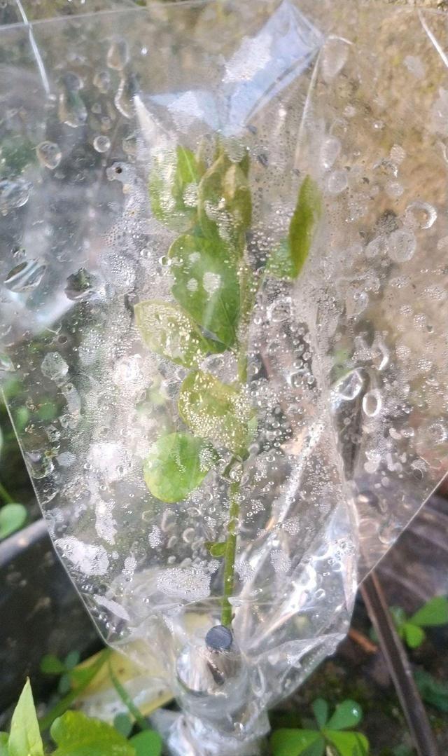 金弹子下山桩熟桩 到7月还不发芽