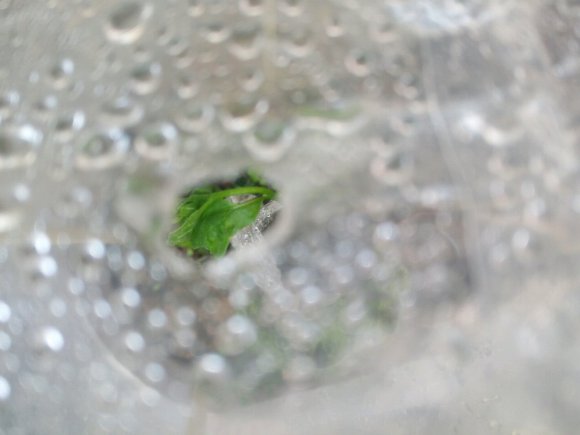 1年的老鸦柿下山桩生桩 才发芽