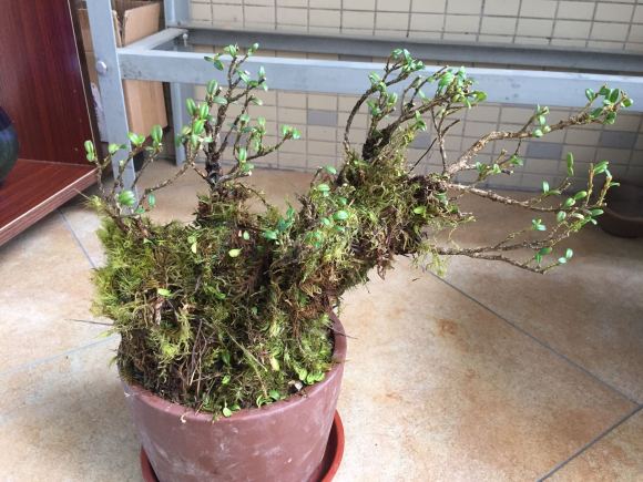 云南珍珠黄杨下山桩 2个月没发芽