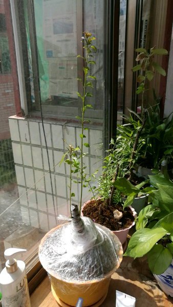 金弹子下山桩发芽 冬天能过冬吗