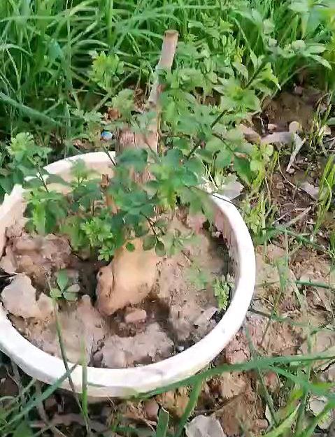 对节白蜡下山桩发芽 冬天还用盖吗