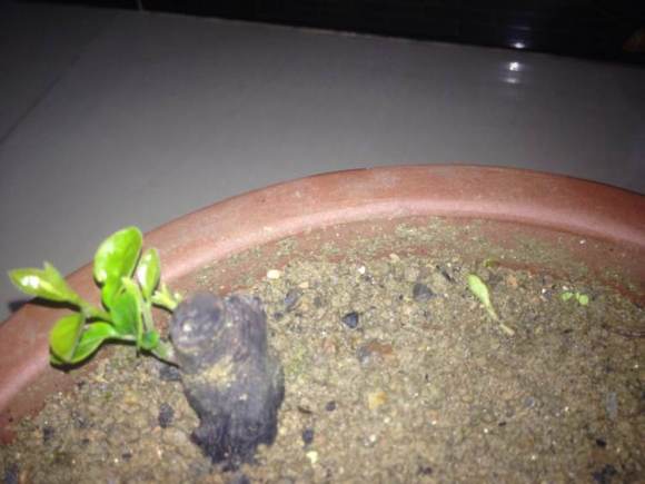 金弹子下山桩生桩发芽多久长根