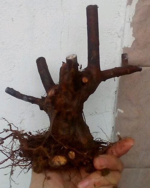 雀梅下山桩 当天发货