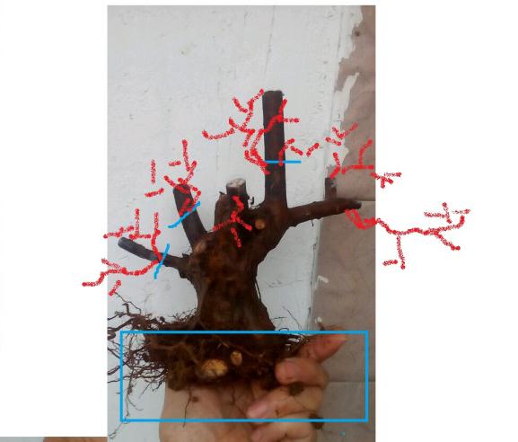 雀梅下山桩 当天发货