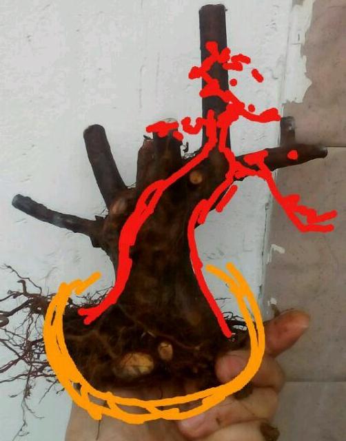 雀梅下山桩 当天发货