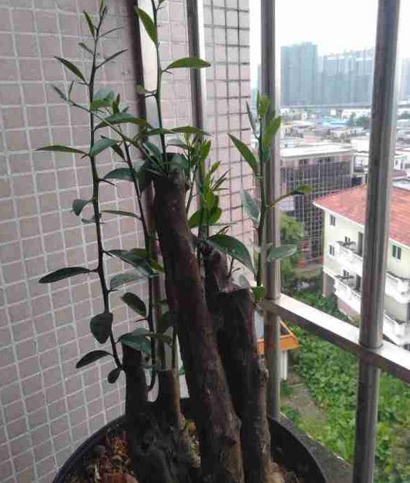 金豆下山桩四五个月了 还没发芽