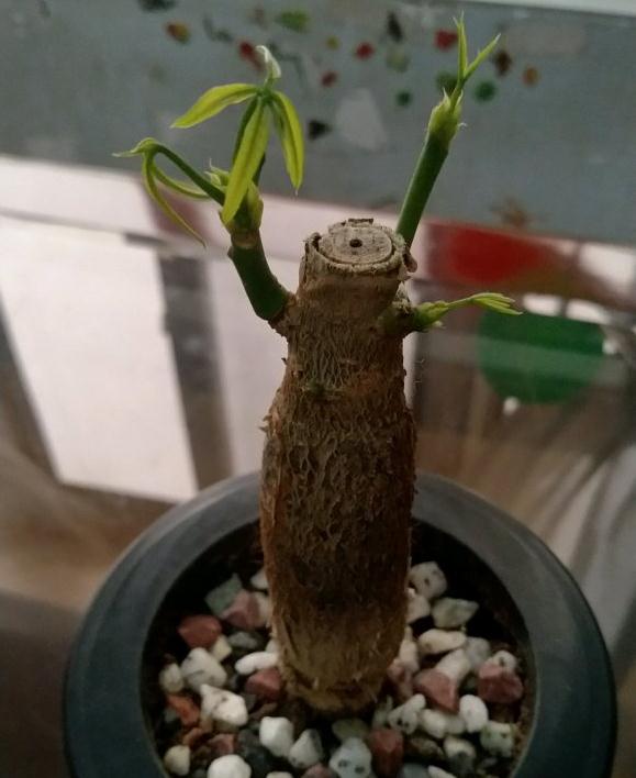 发财树下山桩发芽后