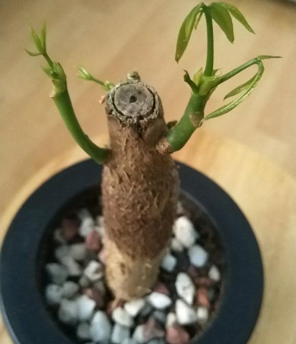 发财树下山桩发芽后