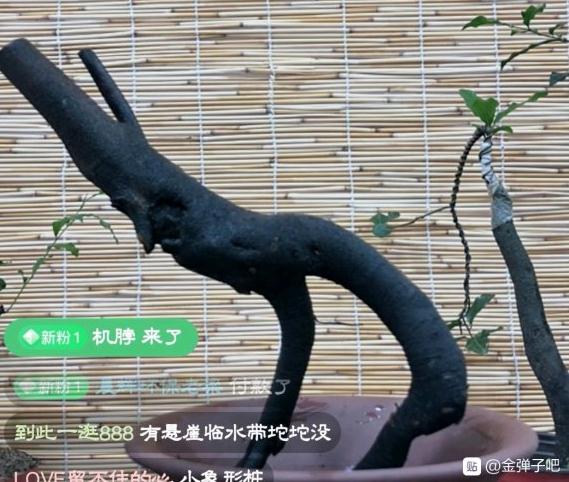 10块钱买1个金弹子下山桩 待发芽