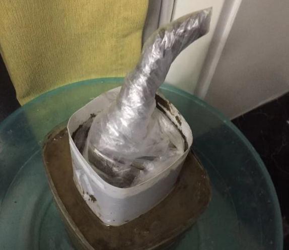 10块钱买1个金弹子下山桩 待发芽