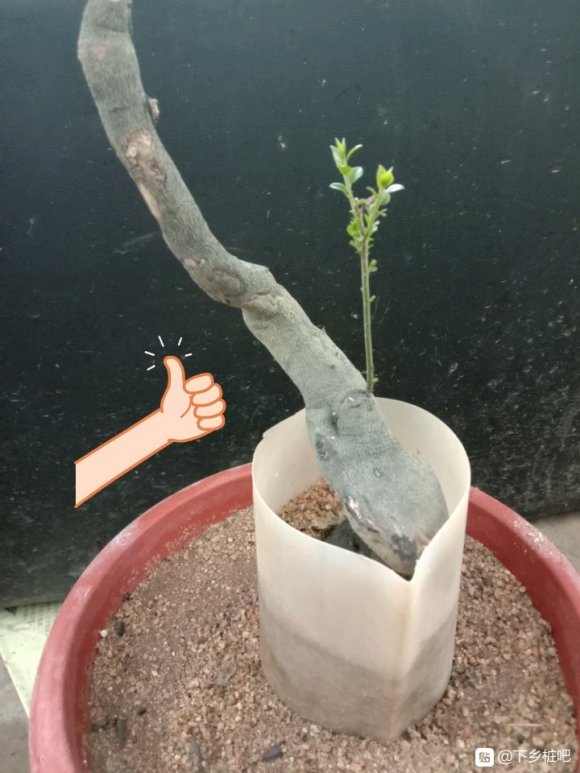 金弹子下山桩在三年半多 才出芽