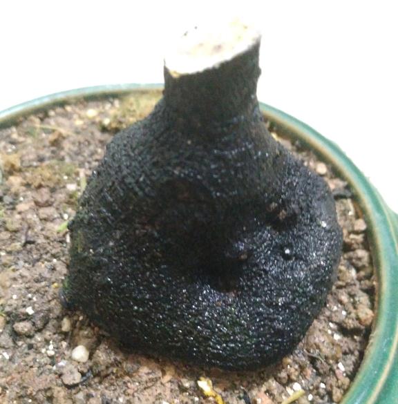 金弹子下山桩生桩催芽有什么用