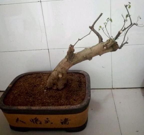3月挖的三角枫下山桩 一直到没发芽
