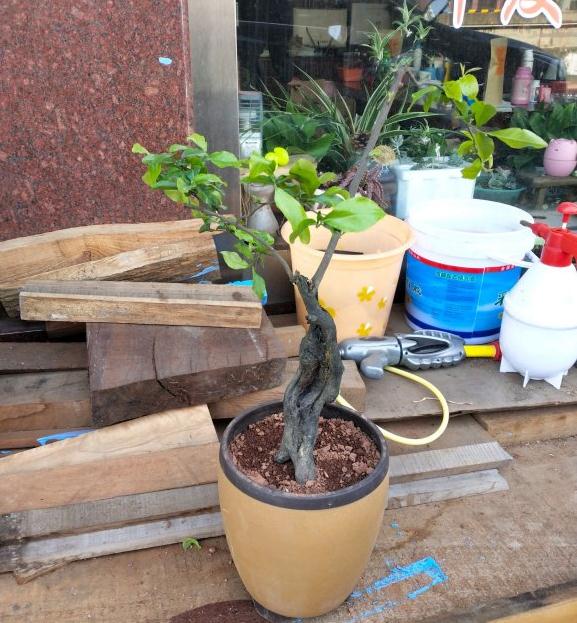 金弹子下山桩生桩买了5个 图片