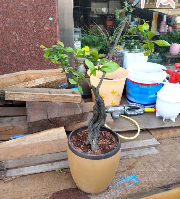 金弹子下山桩生桩买了5个 图片