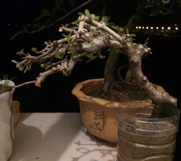 金弹子下山桩是要发芽 还是干枯所致