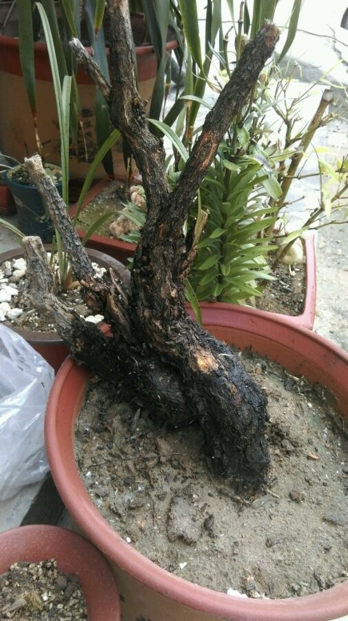 柽柳下山桩种上1个多月 没发芽