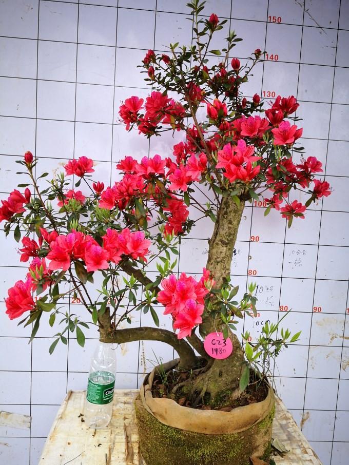 四月份种的映山红下山桩 还没发芽