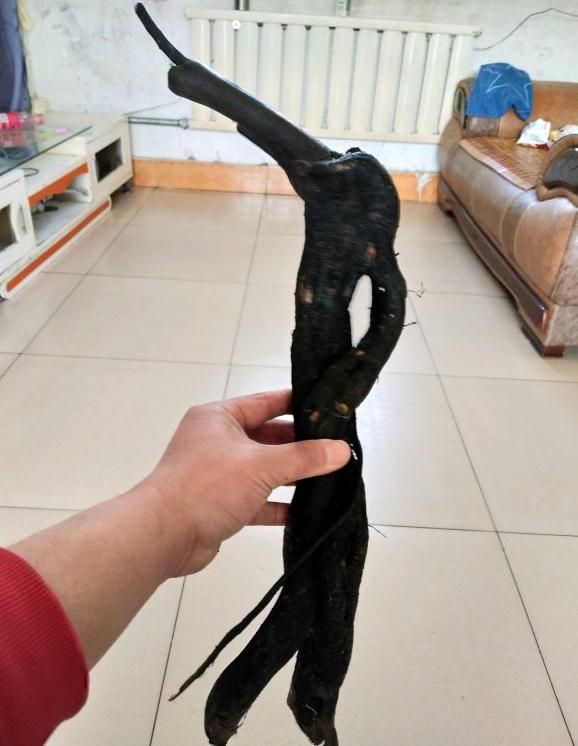 金弹子下山桩都快要15天 坐等发芽