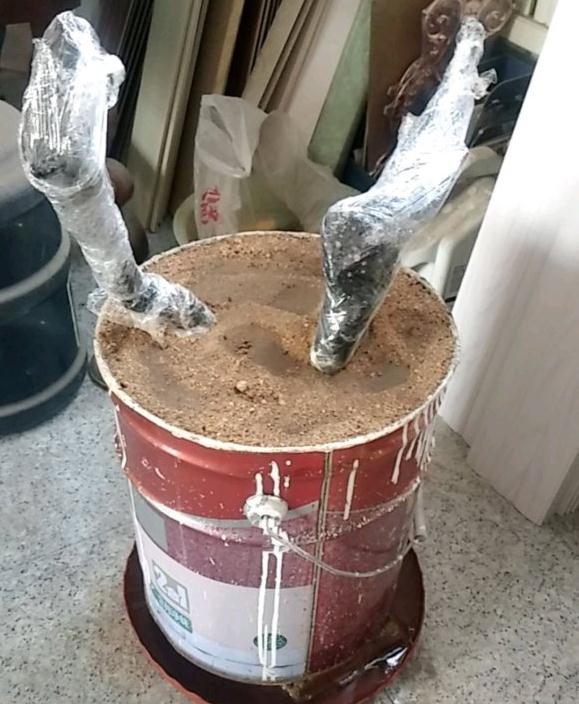 金弹子下山桩都快要15天 坐等发芽