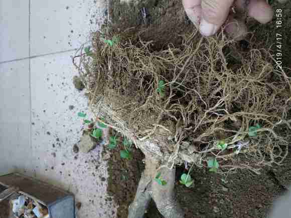 对节白蜡下山桩熟桩老不发芽 图片