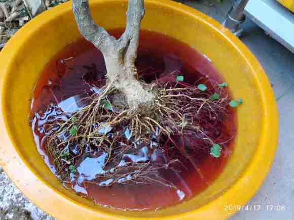 对节白蜡下山桩熟桩老不发芽 图片