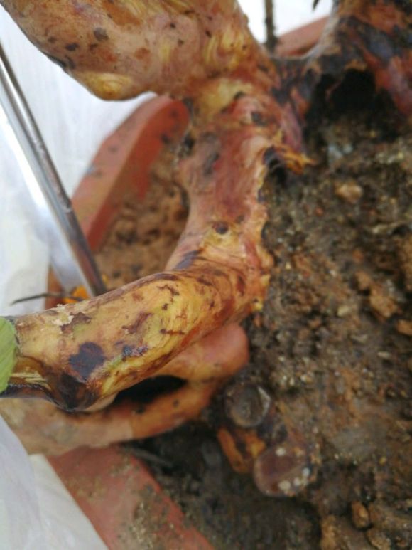 赤楠下山桩没有死 就是不发芽 图片