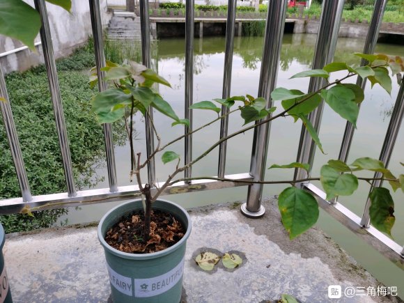 小三角梅下山桩1个多月后发芽 图片