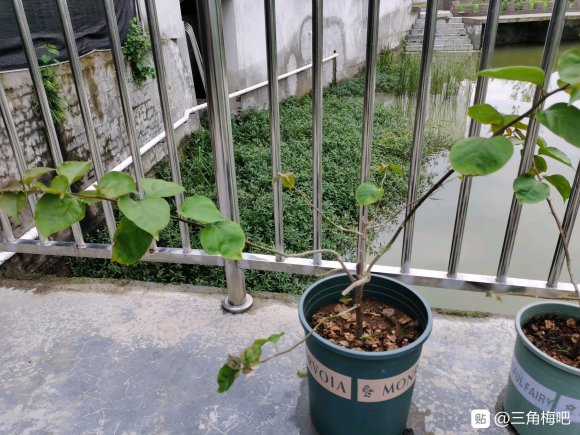 小三角梅下山桩1个多月后发芽 图片