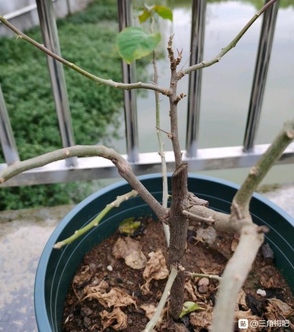小三角梅下山桩1个多月后发芽 图片