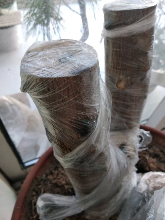金豆下山桩1个多月没有发芽 只流胶
